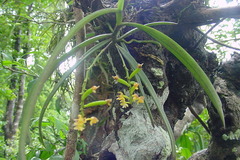 Sarcanthus pauciflorus